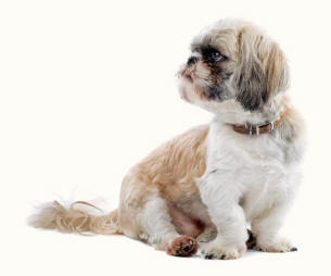 Shih Tzu Toeing Out