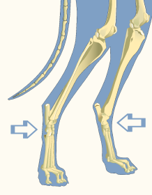 Tarsal Joints of Domestic Dog Revealing Paws