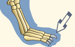 Terminal Phalanges of Domestic Cat Forefoot