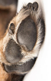Toe Pads of Hind Foot of Dog Revealing Paws