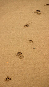 Trail of Dog in Sand Revealing Paws