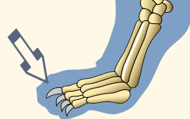 Ungual Phalanges of Domestic Cat Forefoot Revealing Paws