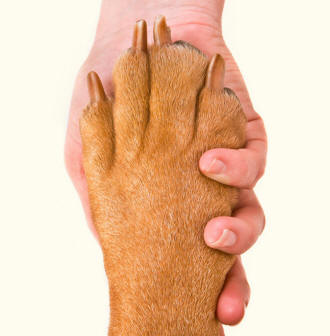 Dog Paw Held By Human Hand Illustrating Nails