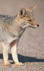 Gray Fox urocyon cinereoargenteus