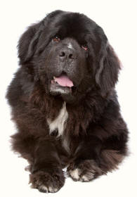 Newfoundland Dog Example of Breeds With Webbed Feet