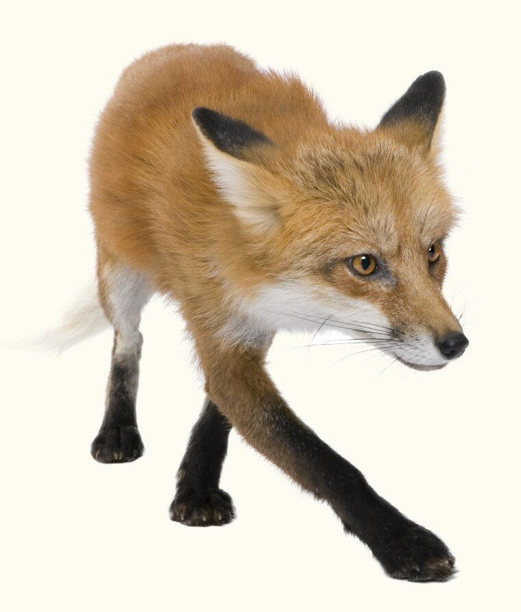 Red Fox vulpes vulpes walking