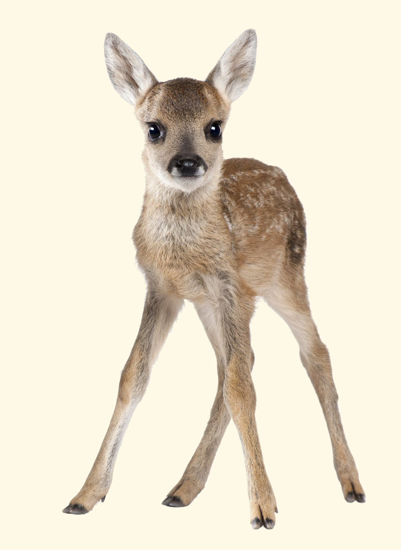 Roe Deer Fawn Capreolus capreolus