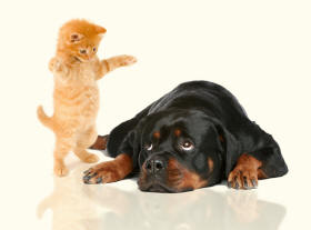 Rottweiler Looking Up To Kitten Revealing Paws