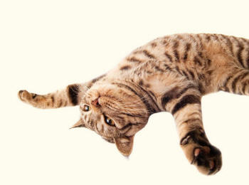 Shorthair Cat Forearms Outstretched Revealing Paws