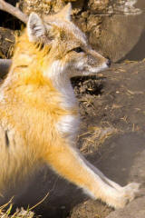Swift Fox vulpes velox Revealing Paws
