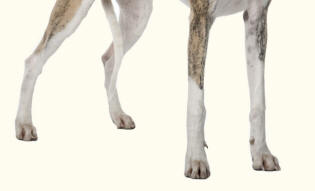 Whippet Well Knuckled Feet Close-Up Revealing Paws