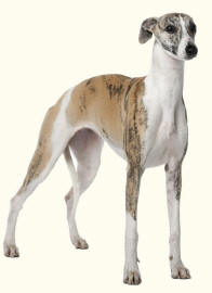 Whippet Well Knuckled