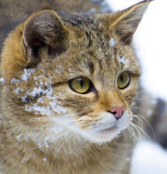 Wildcat Revealing Paw