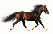 Arabian Horse Trotting