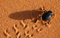 Beetle Trackway
