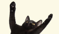 Pectoral Limbs of Black Cat