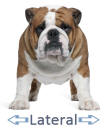 Lateral Directions Illustrated by Bulldog
