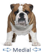Medial Direction Illustrated by Bulldog
