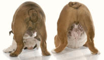 Bulldogs' Posteriors