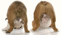 Posteriors of Bulldogs
