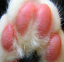 Toe Pads of a Cat