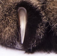 Close up of Cat's Claw