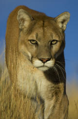 Cougar puma concolor