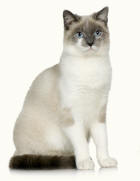 Crossbreed Siamese Chartreux Cats