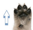 Distal Direction Illustrated by Dog Paw