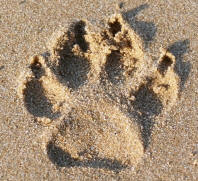 Dog Footprint in Sand
