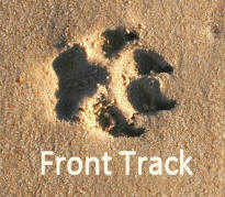 Front Track of Dog