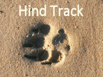 Hind Track of Dog