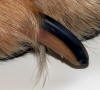 Nail of a Dog