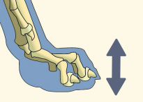 Dog Skeleton Dorsopalmar Axis