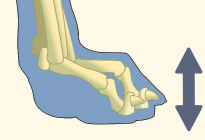 Dog Skeleton Dorsoplantar Axis
