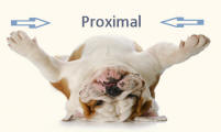 Proximal Illustrated by Bulldog