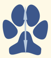 Foot Axis of Dog Paw
