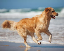 Golden Retriever Running on Beach