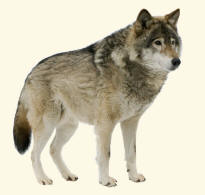 Gray Wolf canis lupus