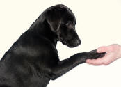 Human and Dog Examine Paws