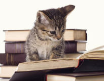 Kitten Reading