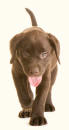 Domestic Dog Labrador Retriever