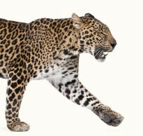 Leopard panthera pardus