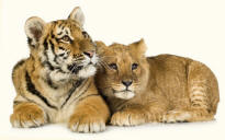Lion and Tiger Cubs