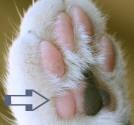 Metatarsal Pad of Hind Foot of a Cat