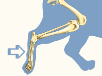 Metatarsal bones of a Cat