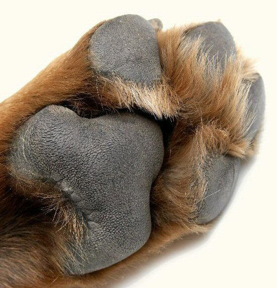 Pads of Dog Paw