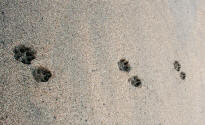 Parallel Tracks of Dog in Sand