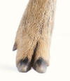 Roe Deer Toes