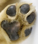 Paw of a Dog